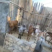 بز کهره با بز کهری|حیوانات مزرعه|بندرعباس, |دیوار