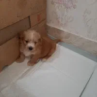 پاکوتا شیتزو