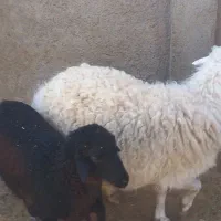 میش زائیده|حیوانات مزرعه|سبزوار, قصبه شرقی|دیوار