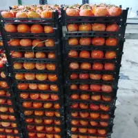 خریدار خرمالو