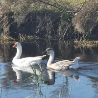 باغ ویلا آماده تحویل/سوئیسی شکل|فروش خانه و ویلا|دلیجان, |دیوار