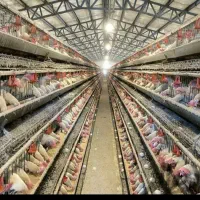 مرغ سفید زنده پر صاف خونی