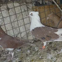 3عدد نر. دوکت سرخ. دوبال سرخ. سینه سیاه