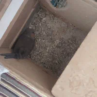 گمشده عروس هلندی گل باقالی|حیوانات|اصفهان, تیران|دیوار