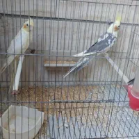 جوجه عروس هلندی|پرنده|میانه, |دیوار