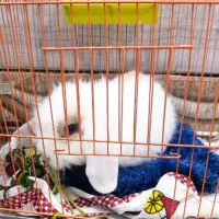 خرگوش لووپ|موش و خرگوش|بندر امام خمینی, |دیوار