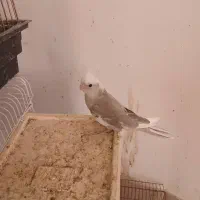 عروس هلندی پروانه‌ای و آلبینو|پرنده|داراب, |دیوار