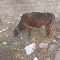 سلام فروش یک عدد گاو زاییده با یک گاو آبستن