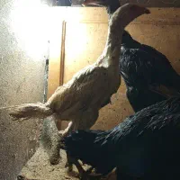 دوتا جوجه مرغ لاری قلم سبز