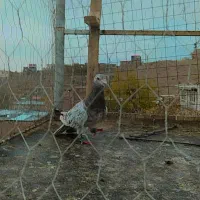 پرنده|پرنده|زبرخان, |دیوار