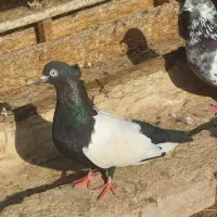 پرنده|پرنده|اهواز, منازل کارون|دیوار