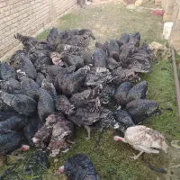 بوقلمون