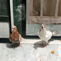 دوتا کفتر فروشی باهم ۳۰۰