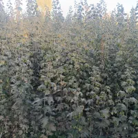 سنجد کبوده پسته پیوندی گردو صنوبر|خدمات باغبانی و درختکاری|اصفهان, آبشار|دیوار
