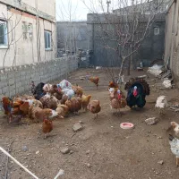 بوقلمون طبیعی