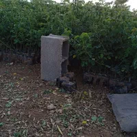 نهال گل محمدی اردهالی|خدمات باغبانی و درختکاری|کاشان, بازار کاشان|دیوار