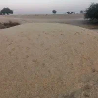 کاه سفید|حیوانات مزرعه|ارم, |دیوار