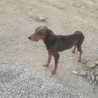 سگ اهلی نژاددار