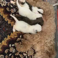 توله های شیپو