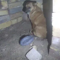 سگ احلی|سگ|تایباد, |دیوار