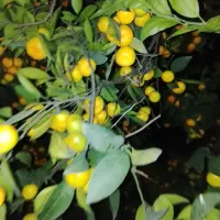 نارنگی انشو نارنگی یافا درجه یک|خوردنی و آشامیدنی|قائم‌شهر, |دیوار