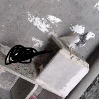 کفتر