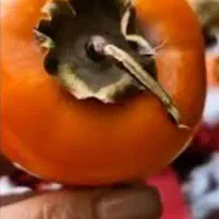 خرمالوی شیرین حیاط برای شب یلدا ۴۵ تومن|خوردنی و آشامیدنی|خوی, |دیوار