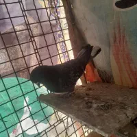 کفتر|پرنده|نظرآباد, رسالت|دیوار