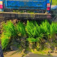 شلب صلخی درجه یک للبیع