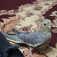 عروس هلندی  گمشده
