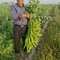 فروش بذر باقلا درجه یک