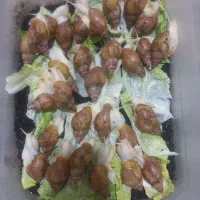 حلزون پیش مولد