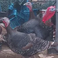 بوقلمون محلی