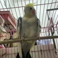 جفت عروس|پرنده|رشت, چله خانه|دیوار