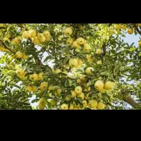 خریدار سیب باغتون