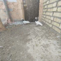 کبوتر|پرنده|میاندوآب, |دیوار