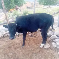 ***********|حیوانات مزرعه|یاسوج, |دیوار