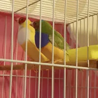 فنچ گلدین بنگالی گلوبریده ستاره ای