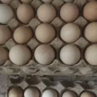 تخم مرغ محلی|خوردنی و آشامیدنی|مشهد, مشکینی (شهرک غرب)|دیوار