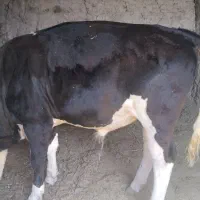 گوساله نرسیمینتال