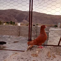 سرخ دم سفید . سرور دم سفید  . سینه سیاه