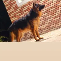 سگ‌ژرمن شپرد شولاین|سگ|کازرون, |دیوار