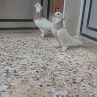 ی جفت طوقی زرد سرحال|پرنده|خانمیرزا, |دیوار