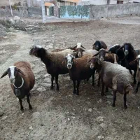 گوسفند داشتی|حیوانات مزرعه|بروجرد, |دیوار