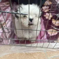 سگ شیتزو دو ماهه|سگ|یزد, |دیوار