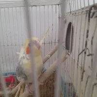 عر وس نرو ماده