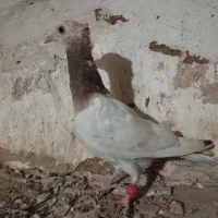 کفتر پرش و جفگایی