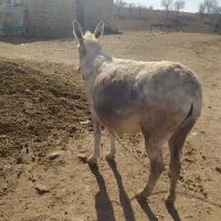 خر گله ای و باری|حیوانات مزرعه|کوهدشت, |دیوار