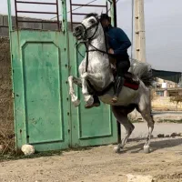 اسب|اسب و تجهیزات اسب‌سواری|زنجان, |دیوار