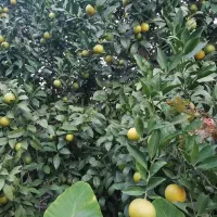 میوه پرتقال توسرخ ، خونی حدود 2 تن